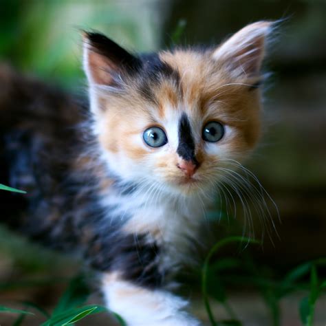 Photos of calico kittens - Adopting a Calico costs around $75-$100. Purchasing a Calico from a breeder can be …